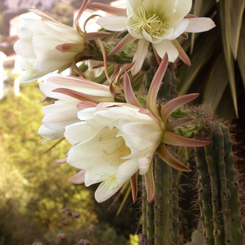 San Pedro Cactus Echinopsis cuzcoensis